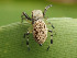  ( - CCDB-38514-19)  @11 [ ] No Rights Reserved (2021) Unspecified Unspecified
