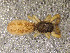  (Marpissa robusta - CCDB-48596-7)  @11 [ ] No Rights Reserved (2024) Unspecified Carnegie Museum of Natural History