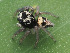  (Corythalia brevispina - CCDB-48596-25)  @11 [ ] No Rights Reserved (2024) Unspecified Unspecified