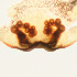  ( - CCDB-48596-88)  @11 [ ] No Rights Reserved (2025) Unspecified Carnegie Museum of Natural History