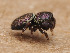  ( - CCDB-50480-55)  @11 [ ] nrr (2025) Unspecified Unspecified