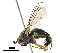  ( - CHARS00096-E08)  @11 [ ] CreativeCommons - Attribution (2019) CBG Photography Group Centre for Biodiversity Genomics