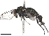  ( - CHARS00096-E09)  @11 [ ] CreativeCommons - Attribution (2019) CBG Photography Group Centre for Biodiversity Genomics