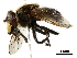  ( - CHARS00237-H11)  @12 [ ] CreativeCommons - Attribution (2019) CBG Photography Group Centre for Biodiversity Genomics
