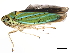  (Chlorogonalia coeruleovittata - VR2_JRE_134)  @15 [ ] CreativeCommons - Attribution (2010) CBG Photography Group Centre for Biodiversity Genomics