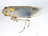 ( - VR2_JRE_137)  @13 [ ] CreativeCommons - Attribution (2010) CBG Photography Group Centre for Biodiversity Genomics