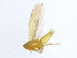  (Empoasca sp. 1 - VR2_JRE_141)  @12 [ ] CreativeCommons - Attribution (2010) CBG Photography Group Centre for Biodiversity Genomics