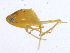  (Empoasca sp - VC2_JRE_151)  @13 [ ] CreativeCommons - Attribution (2010) CBG Photography Group Centre for Biodiversity Genomics
