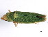  ( - PT1_JRE_169)  @12 [ ] CreativeCommons - Attribution (2010) CBG Photography Group Centre for Biodiversity Genomics