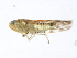  (Empoasca sp. 2 - IB1_JRE_170)  @13 [ ] CreativeCommons - Attribution (2010) CBG Photography Group Centre for Biodiversity Genomics