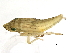  ( - MT1_JRE_211)  @13 [ ] CreativeCommons - Attribution (2011) CBG Photography Group Centre for Biodiversity Genomics