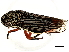  (Cuerna n. sp - PT1_JRE_220)  @13 [ ] CreativeCommons - Attribution (2011) CBG Photography Group Centre for Biodiversity Genomics