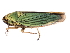  (Chlorogonalia sp - OF1_JRE_0026)  @14 [ ] CreativeCommons - Attribution (2010) Unspecified Centre for Biodiversity Genomics