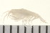  (Metopa boeckii - 08PROBE-0337)  @12 [ ] CreativeCommons - Attribution (2010) Unspecified Centre for Biodiversity Genomics