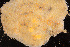  (Aplidium cf. glabrum - NIB_CCM_0460)  @11 [ ] by_nc (2021) Picton, B.E. Queen's University, Belfast