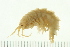  ( - NVAMP-0037)  @14 [ ] CreativeCommons - Attribution (2008) Unspecified Centre for Biodiversity Genomics
