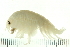  ( - NVAMP-0085)  @13 [ ] CreativeCommons - Attribution (2008) Unspecified Centre for Biodiversity Genomics