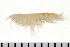  ( - NVAMP-0097)  @14 [ ] CreativeCommons - Attribution (2010) Unspecified Centre for Biodiversity Genomics