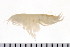  ( - NVAMP-0098)  @13 [ ] CreativeCommons - Attribution (2010) Unspecified Centre for Biodiversity Genomics
