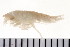  ( - NVAMP-0129)  @13 [ ] CreativeCommons - Attribution (2010) Unspecified Centre for Biodiversity Genomics