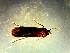  ( - OR884255)  @11 [ ] Creative Commons Attribution Non-Commercial Share-Alike (2023) Vankam Leelavathi Acharya N. G.Ranga Agricultural University, S. V.Agricultural College, Tirupati, A.P. India