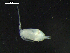  (Acrocalanus gracilis - DSB_2688)  @11 [ ] Copyright (2039) Inga Mohrbeck German Center for Marine Biodiversity Research, Senckenberg