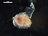  (Conchoecinae - DSB_2737)  @11 [ ] Copyright (2015) Inga Mohrbeck German Center for Marine Biodiversity Research, Senckenberg