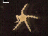  ( - DSB_2620)  @11 [ ] Copyright (2020) Magdalini Christodoulou German Centre for Marine Biodiversity Research, Senckenberg am Meer