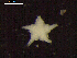  (Ophiuroglypha cf. polyacantha - DSB_3364)  @11 [ ] Copyright (2018) Magdalini Christodoulou German Center for Marine Biodiversity Research