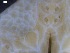  ( - DSB_36)  @11 [ ] Copyright (2016) Ana Hilário Centre for Environmental and Marine Studies, University of Aveiro