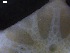  ( - DSB_48)  @11 [ ] Copyright (2016) Ana Hilário Centre for Environmental and Marine Studies, University of Aveiro