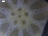  ( - DSB_48)  @11 [ ] Copyright (2016) Ana Hilário Centre for Environmental and Marine Studies, University of Aveiro