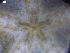  ( - DSB_48)  @11 [ ] Copyright (2016) Ana Hilário Centre for Environmental and Marine Studies, University of Aveiro