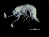  ( - DSB_3547)  @11 [ ] CreativeCommons  Attribution Non-Commercial Share-Alike (2019) Unspecified German Center for Marine Biodiversity Research
