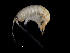  (Ichnopus - DSB_3620)  @11 [ ] CreativeCommons  Attribution Non-Commercial Share-Alike (2019) Unspecified German Center for Marine Biodiversity Research