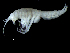  ( - DSB_3696)  @11 [ ] CreativeCommons  Attribution Non-Commercial Share-Alike (2019) Unspecified German Center for Marine Biodiversity Research