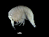  (Pseudo - DSB_3727)  @11 [ ] CreativeCommons  Attribution Non-Commercial Share-Alike (2019) Unspecified German Center for Marine Biodiversity Research