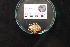  ( - DSB_4663)  @11 [ ] CreativeCommons - Attribution Share-Alike (2022) Magdalini Christodoulou Senckenberg am Meer Wilhelmshaven, Department German Centre for Marine Biodiversity Research
