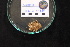  ( - DSB_4659)  @11 [ ] CreativeCommons - Attribution Share-Alike (2022) Magdalini Christodoulou Senckenberg am Meer Wilhelmshaven, Department German Centre for Marine Biodiversity Research
