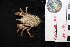  ( - DSB_4657)  @11 [ ] CreativeCommons - Attribution Share-Alike (2022) Magdalini Christodoulou Senckenberg am Meer Wilhelmshaven, Department German Centre for Marine Biodiversity Research