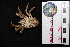  ( - DSB_4657)  @11 [ ] CreativeCommons - Attribution Share-Alike (2022) Magdalini Christodoulou Senckenberg am Meer Wilhelmshaven, Department German Centre for Marine Biodiversity Research