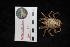  ( - DSB_4662)  @11 [ ] CreativeCommons - Attribution Share-Alike (2022) Magdalini Christodoulou Senckenberg am Meer Wilhelmshaven, Department German Centre for Marine Biodiversity Research