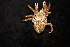  ( - DSB_4662)  @11 [ ] CreativeCommons - Attribution Share-Alike (2022) Magdalini Christodoulou Senckenberg am Meer Wilhelmshaven, Department German Centre for Marine Biodiversity Research