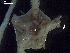  ( - DSB_3224)  @11 [ ] Copyright (2020) Magdalini Christodoulou German Centre for Marine Biodiversity Research, Senckenberg am Meer