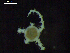  ( - DSB_3228)  @11 [ ] Copyright (2020) Magdalini Christodoulou German Centre for Marine Biodiversity Research, Senckenberg am Meer