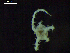  ( - DSB_3228)  @11 [ ] Copyright (2020) Magdalini Christodoulou German Centre for Marine Biodiversity Research, Senckenberg am Meer