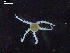  ( - DSB_3240)  @11 [ ] Copyright (2020) Magdalini Christodoulou German Centre for Marine Biodiversity Research, Senckenberg am Meer