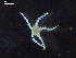  ( - DSB_3240)  @11 [ ] Copyright (2020) Magdalini Christodoulou German Centre for Marine Biodiversity Research, Senckenberg am Meer