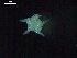  ( - DSB_2644)  @11 [ ] Copyright (2019) Magdalini Christodoulou German Center for Marine Biodiversity Research