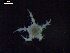  ( - DSB_3338)  @11 [ ] Copyright (2020) Magdalini Christodoulou German Centre for Marine Biodiversity Research, Senckenberg am Meer
